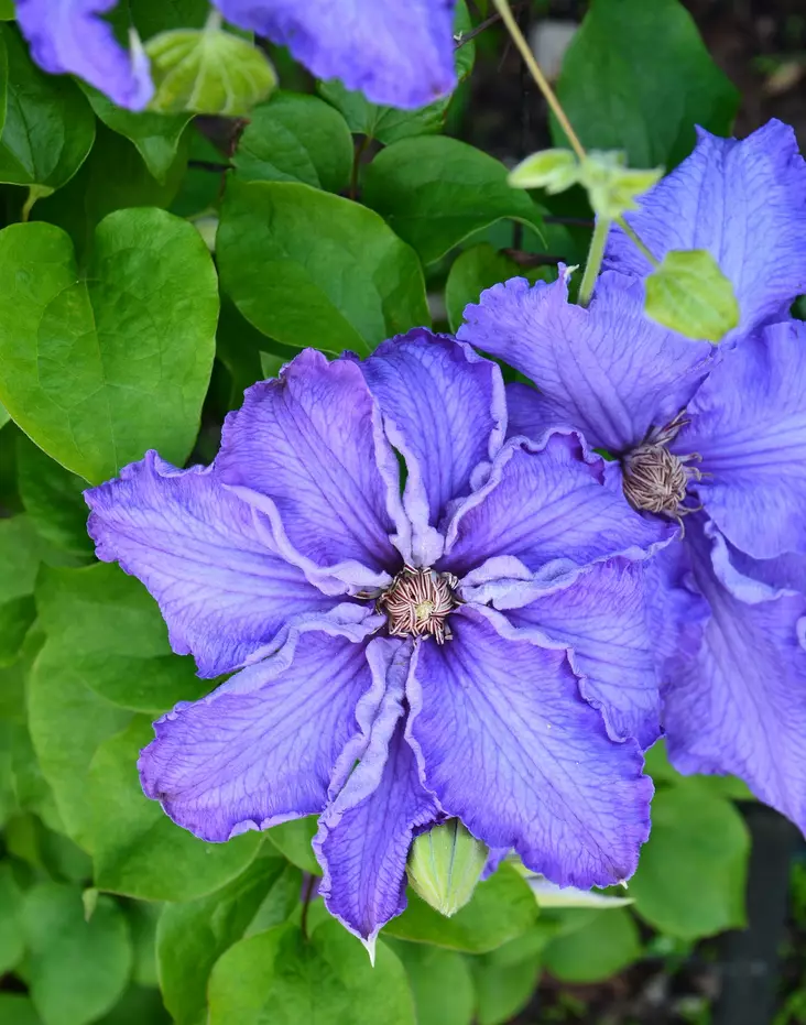 LOISTOKÄRHÖ BALTIC WAVES - Kärhöt - 2092200300002 - 1