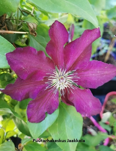 LOISTOKÄRHÖ WESTERPLATTE - Kärhöt - 2040100700002 - 1