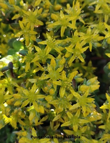 LUSIKKAMAKSARUOHO PURPUREUM - Maksaruohot - 2040617200002 - 1