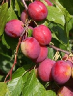 LUUMUPUU VICTORIA - Luumupuut - 2021333200002 - 1