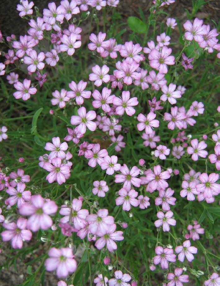 MÄTÄSHARSO VAALEANPUNAINEN - Muut perennat - 2099392600002 - 1