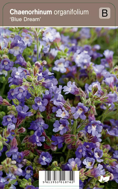 MEIRAMIKISSANKITA BLUE DREAM - Muut perennat - 2034571800002 - 1