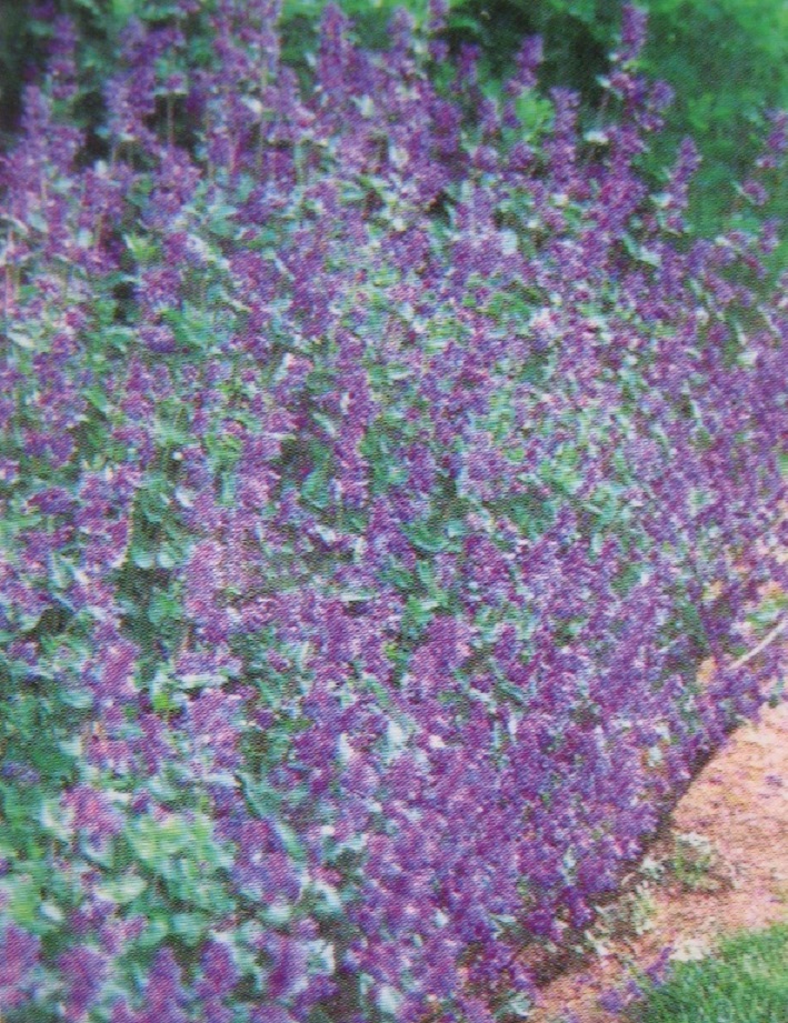 MIRRINMINTTU JUNIOR WALKER - Muut perennat - 2002326500002 - 1