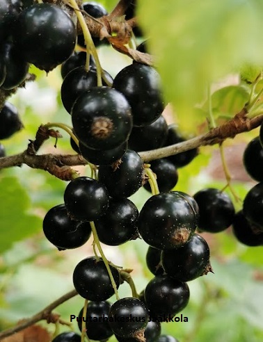 MUSTAHERUKKA MORTTI 3 kpl / pkt - Herukat - 2030002700002 - 1