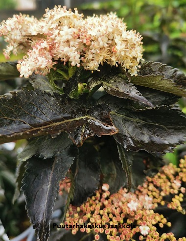 MUSTASELJA BLACK TOWER - Muut pensaat - 2079302900002 - 1