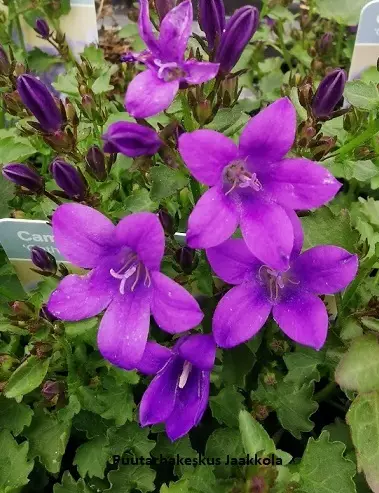 MUURIKELLO CATHERINA - Kellokukat - 2030186400002 - 1