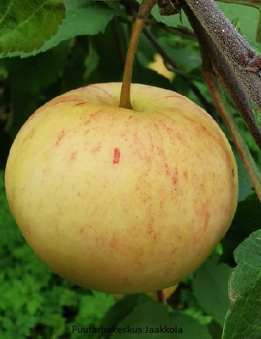 OMENAPUU KELTAKANELI - Omenapuut - 2021318900002 - 1