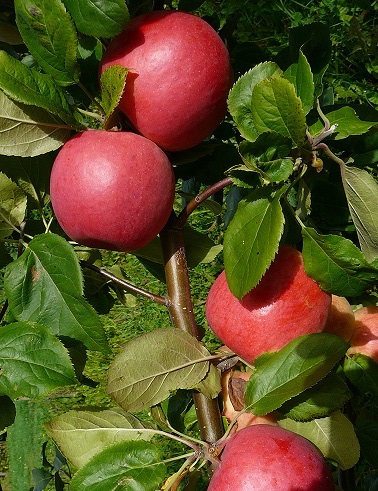 OMENAPUU SILOPOSKEN AURINKOINEN - Omenapuut - 2014112900002 - 1