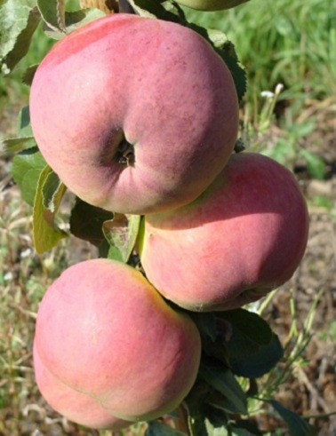 OMENAPUU SILOPOSKEN HERKKU - Omenapuut - 2000100500002 - 1