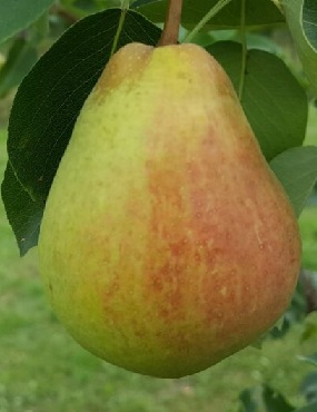 PÄÄRYNÄPUU TSAARITTAREN PÄÄRYNÄ - Päärynäpuut - 2045700000002 - 1