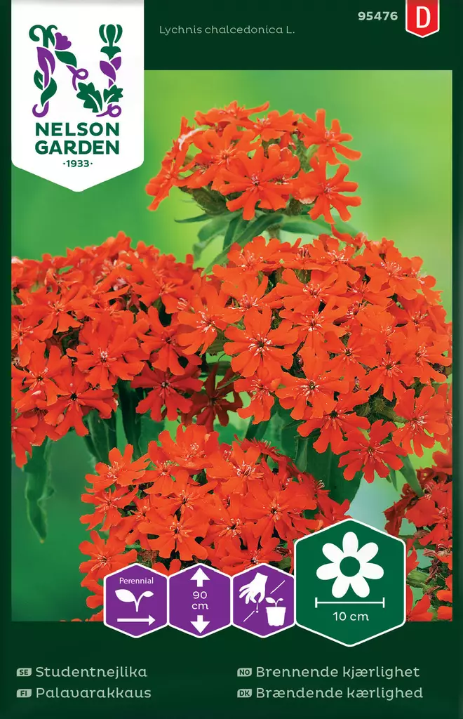 PALAVARAKKAUS - Perennojen siemenet - 7312600954762 - 2