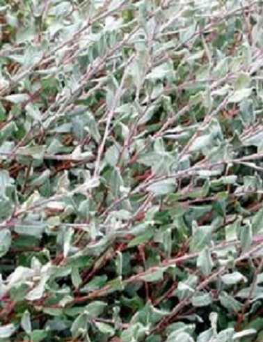 PALJAKKAPAJU - Pajut - 2018918700002 - 1