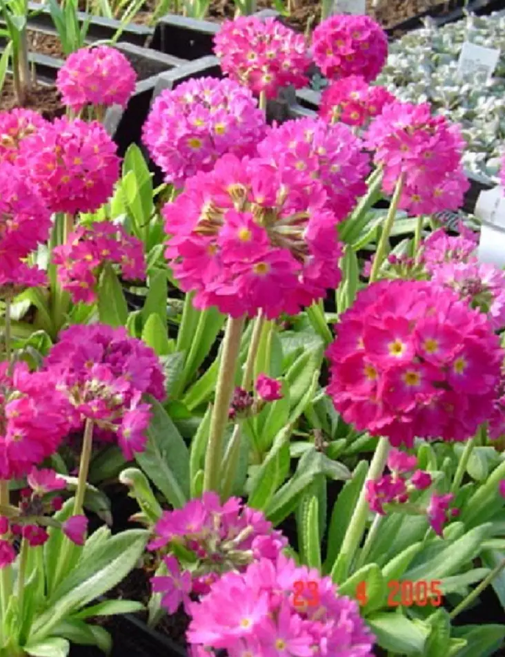 PALLOESIKKO - Muut perennat - 2034818400002 - 1