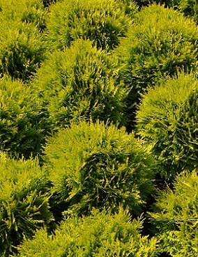 PALLOTUIJA MIRJAM - Tuijat - 10301102 - 1