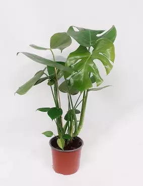 PEIKONLEHTI P17 - Peikonlehdet - 8713469176262 - 1