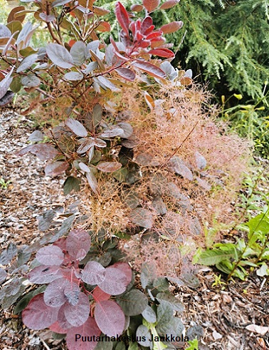 PERUUKKIPENSAS ROYAL PURPLE - Muut pensaat - 2053003300002 - 1