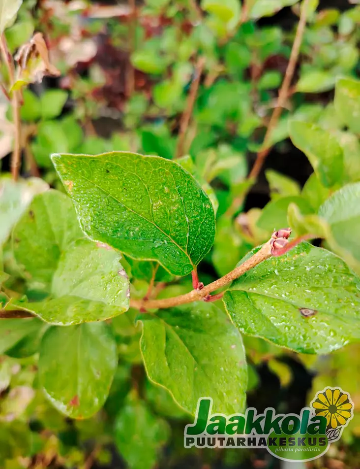 PIKKUSYREENI RED PIXIE - Syreenit - 2032072800002 - 1