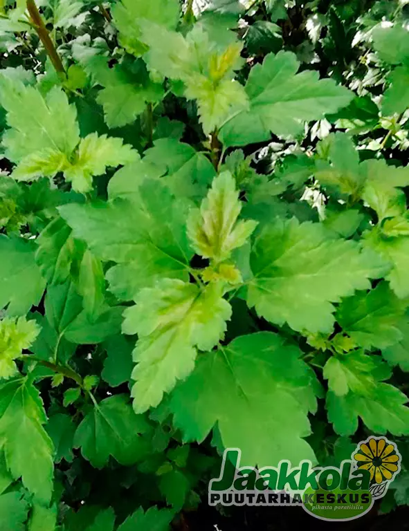 PIKKUTAIKINAMARJA - Muut pensaat - 2021700800002 - 1