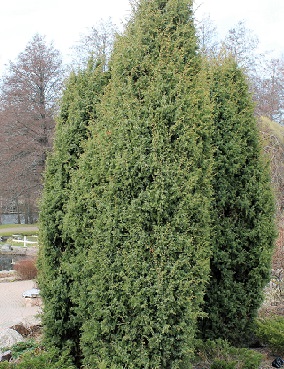 PILARIKATAJA - Katajat - 2015026600002 - 1