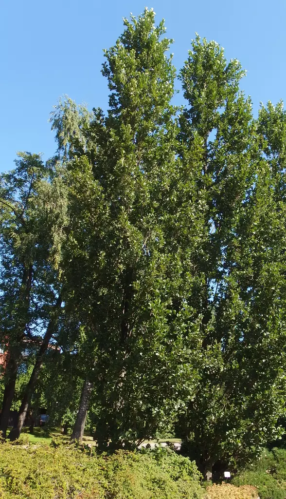 PILARITERVALEPPÄ SAKARI - Muut lehtipuut - 2021369600005 - 1