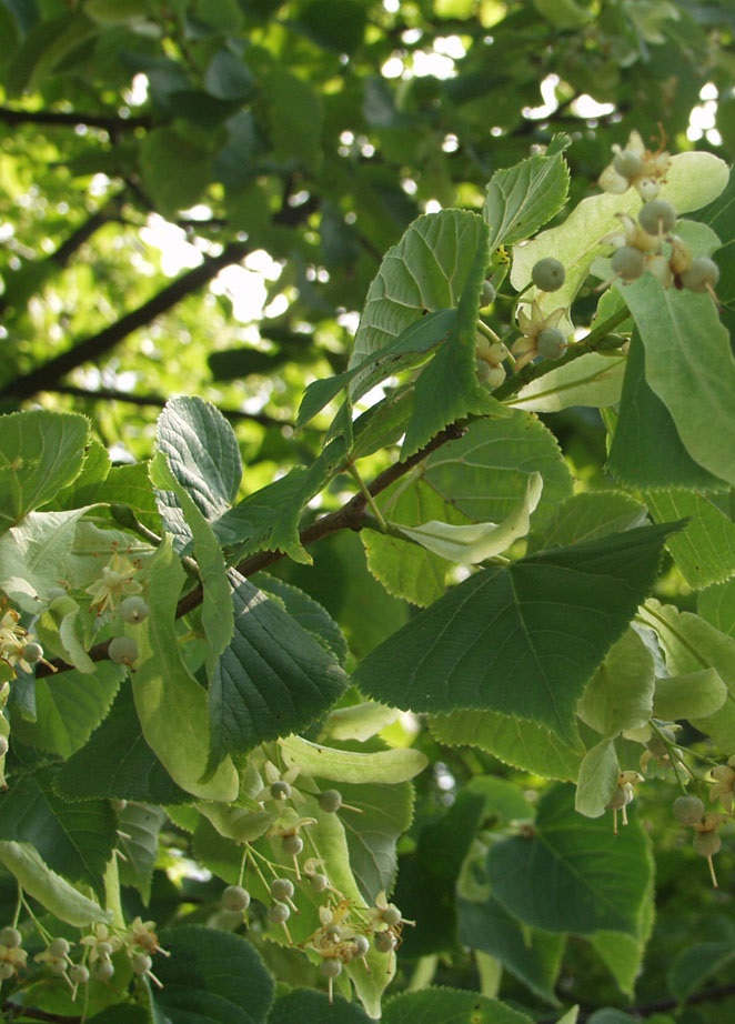 PUISTOLEHMUS - Muut lehtipuut - 2003617700002 - 1