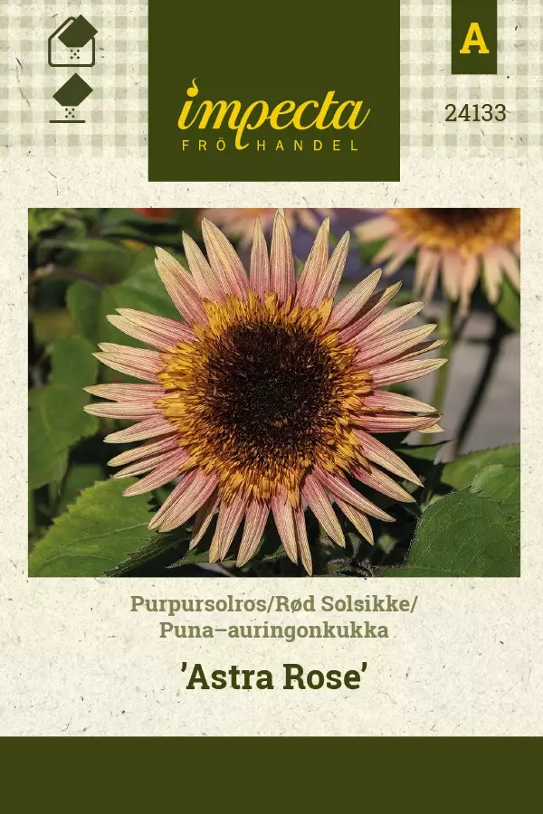 PUNA-AURINGONKUKKA ASTRA ROSE - Auringonkukan siemenet - 7332756241332 - 1