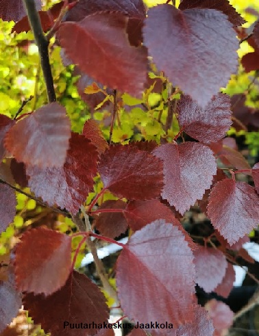 PUNALEHTIKOIVU HEKLA - Koivut - 2021250800002 - 1