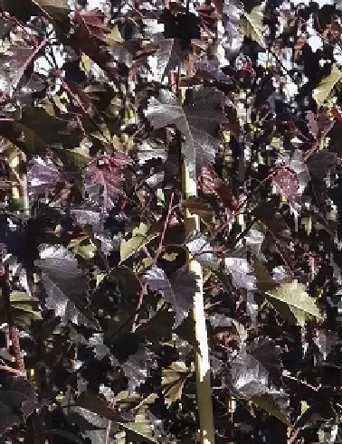 PURPPURAKOIVU - Koivut - 2070044100002 - 1