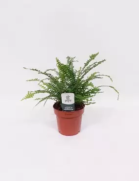 PYSTYSULKASANIAINEN DUFFII - Saniaiset - 2010200100002 - 1