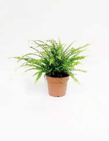 PYSTYSULKASANIAINEN DUFFII - Saniaiset - 2010200100002 - 1