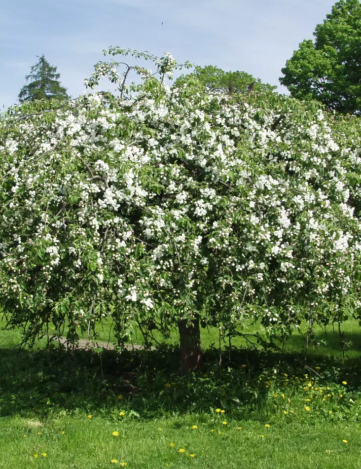 RAUTATIENOMENAPUU - Koristeomenapuut - 2010294400002 - 1