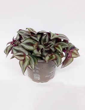 RIONJUORU - Juorut - 5708869752072 - 1