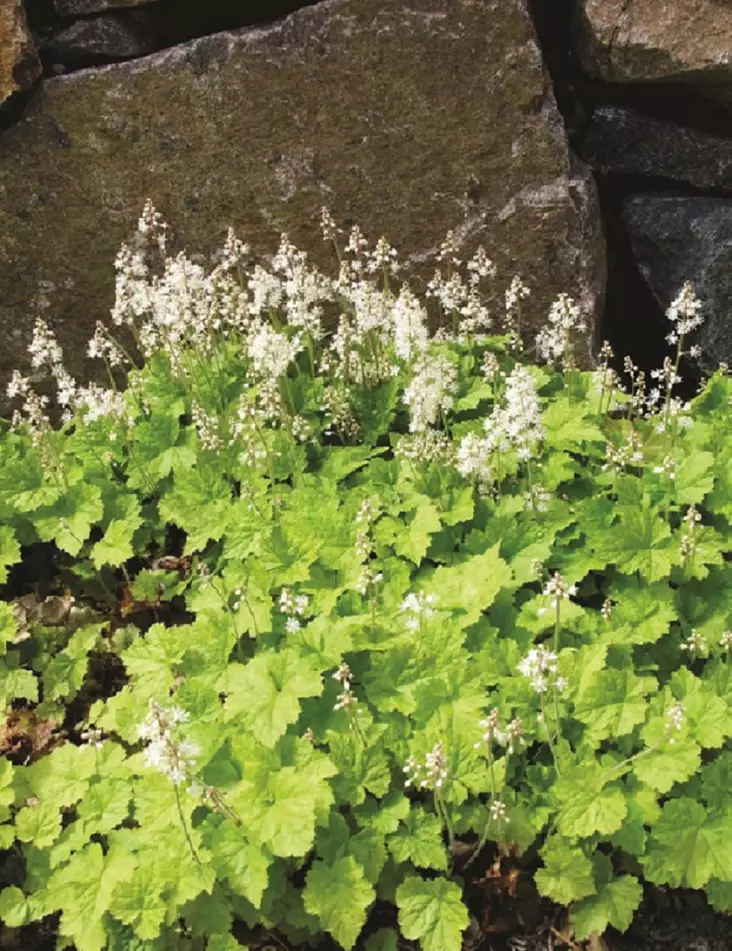 RÖNSYTIARELLA - Muut perennat - 2006546500002 - 1