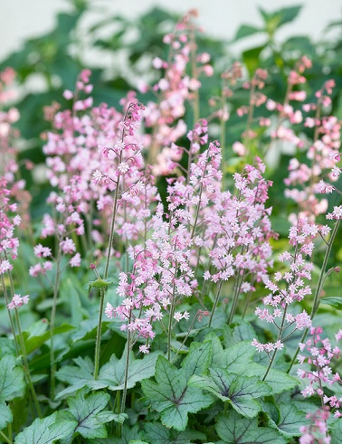 RUSOHALTIANKUKKA PINK FIZZ - Muut perennat - 2068620800002 - 1