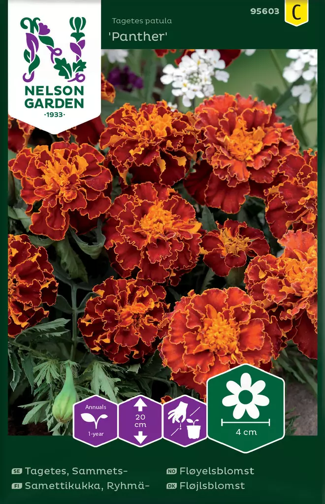 RYHMÄSAMETTIKUKKA PANTHER - Muut kesäkukkien siemenet - 7312600956032 - 2