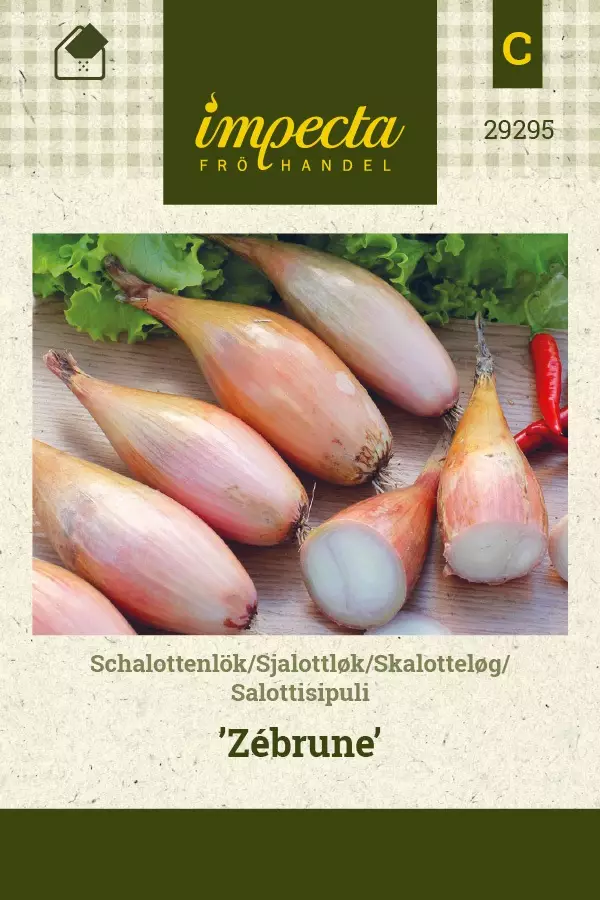 SALOTTISIPULI ZÉBRUNE - Muut vihannesten siemenet - 7332756292952 - 1