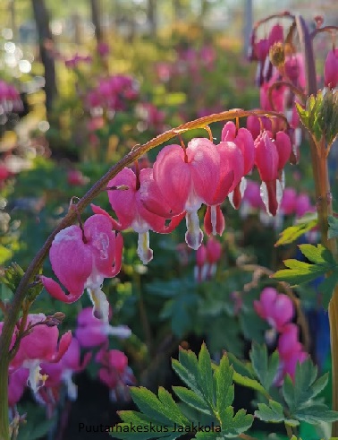 SÄRKYNYTSYDÄN - Muut perennat - 2021010600002 - 1