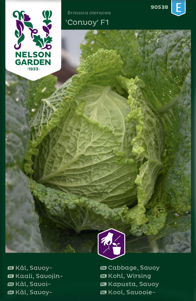 SAVOIJINKAALI CONVOY F1 - Kaalin siemenet - 7312600905382 - 1