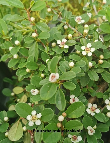 SIIROTUHKAPENSAS - Muut pensaat - 2036054200002 - 1