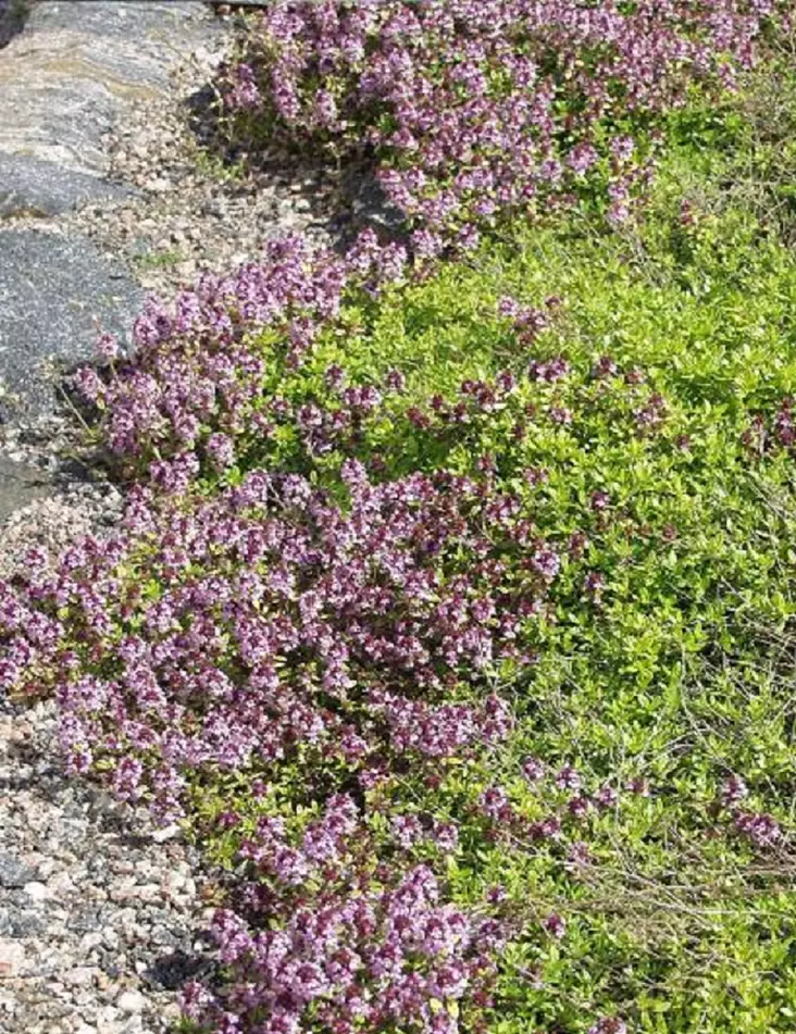 SITRUUNA-AJURUOHO AUREUS - Muut perennat - 2034888700002 - 1