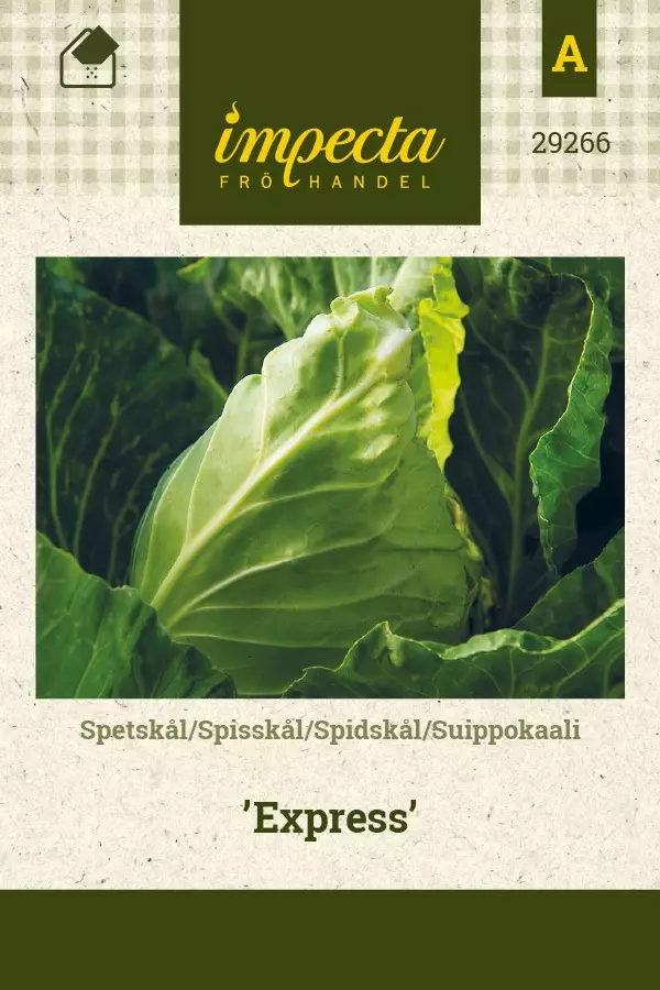 SUIPPOKAALI EXPRESS - Kaalin siemenet - 7332756292662 - 1