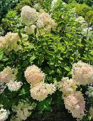 SYYSHORTENSIA BOMBSHELL - Hortensiat - 2093472700002 - 1