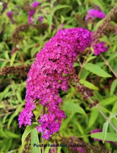 SYYSSYRIKKÄ ROYAL RED - Muut pensaat - 2033460400002 - 1