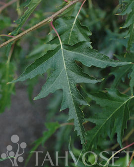 TAALAINKOIVU - Koivut - 2000696900002 - 1