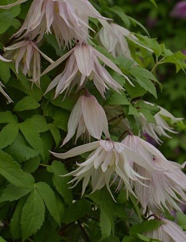 TARHA-ALPPIKÄRHÖ PINK SWING - Kärhöt - 2001003000002 - 1