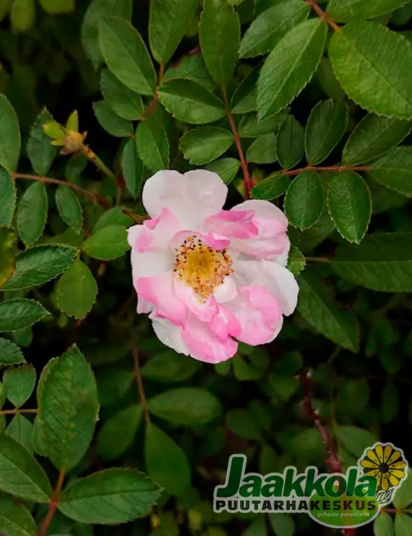 TARHAKURTTURUUSU SOINTU - Pensasruusut - 2025804900002 - 1