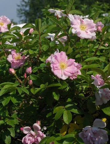 TARHAKURTTURUUSU SOINTU - Pensasruusut - 2025804900002 - 1