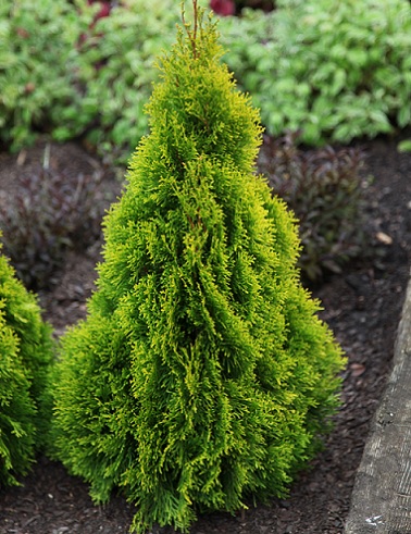 TIMANTTITUIJA GOLDEN SMARAGD - Tuijat - 2002210500002 - 1