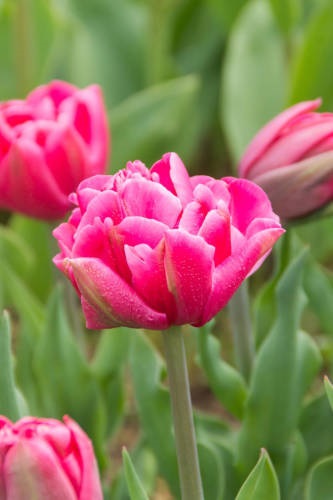 TULPPAANI SUNSET TROPICAL 6 KPL/PSS - Tulppaanin sipulit - 8711148245612 - 1
