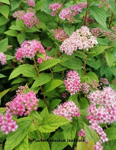 TUMMAKEIJUANGERVO - Angervot - 2002013800002 - 1